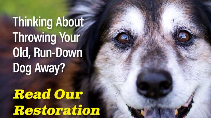 Image for Thinking About Throwing Your Old, Run-Down Dog Away? Read Our Restoration Guide First!