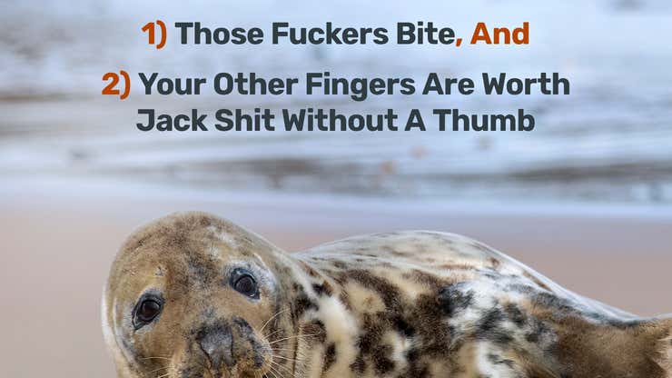 Image for Well, The Big Takeaways From Our Annual Seals Issue Are 1) Those Fuckers Bite, And 2) Your Other Fingers Are Worth Jack Shit Without A Thumb